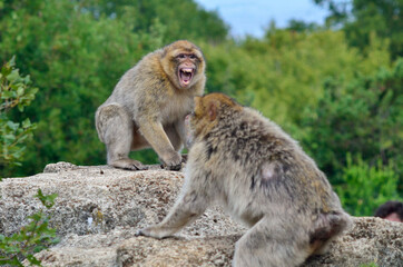 
monkeys fighting in a nature reserve