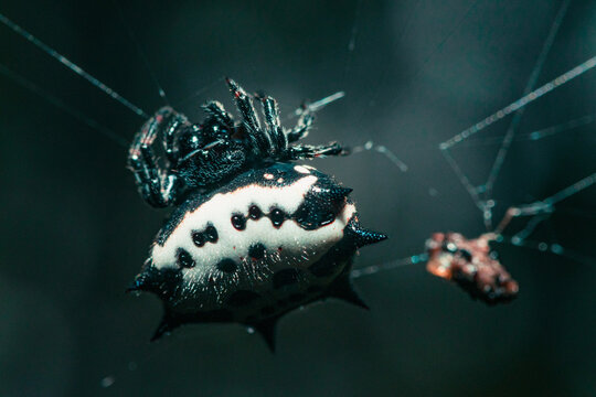 Macro shot of a spiny orb-weaver on its web