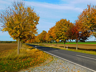 Fototapeta premium Die schönen Farben im Herbst in der Uckermark