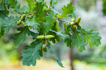 Oak acorns © Timo