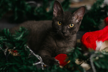 gray cat lying next to fir branches and Santa Claus hat, garland of lights - the concept of a cozy home for Christmas