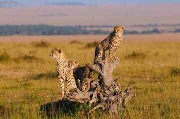 Mother cheetah and cubs - obrazy, fototapety, plakaty
