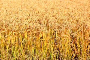 Mature rice in rice field, The rice fields are under the blue sky.