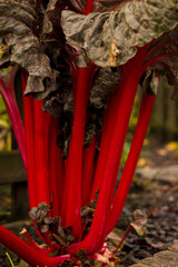 swiss chard red, season vegetables