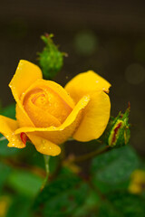 yellow rose with water drops