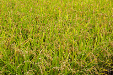 Autumn in the East, the rice in the paddy fields ripens in abundance