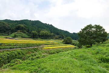 Fototapeta na wymiar A view of an agricultural village in Nara, Japan, taken in autumn