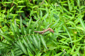 A Japanese grass lizard lingering in the grass