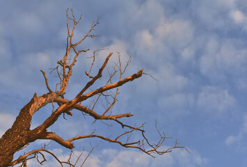 Obraz premium tree in the sky