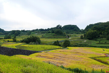 Autumn in Japan, a view of terraced rice fields in Asuka Village, Nara Prefecture