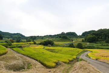 Autumn in Japan, a view of terraced rice fields in Asuka Village, Nara Prefecture