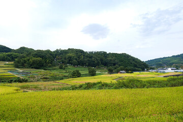 Fototapeta premium Autumn in Japan, a view of terraced rice fields in Asuka Village, Nara Prefecture