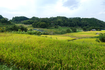 Obraz premium A view of an agricultural village in Nara, Japan, taken in autumn