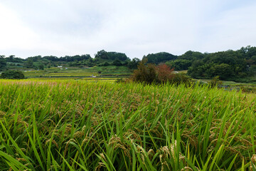 A view of an agricultural village in Nara, Japan, taken in autumn