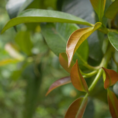 close up of a green leaves