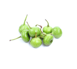 Cluster fig tree or Indian fig tree on white background.