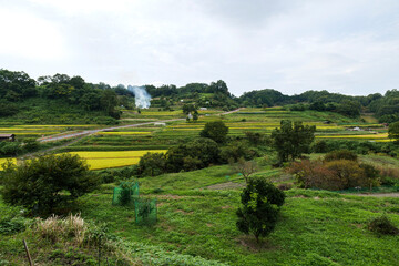 Obraz premium Autumn in Japan, a view of terraced rice fields in Asuka Village, Nara Prefecture