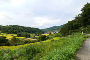 Autumn in Japan, a view of terraced rice fields in Asuka Village, Nara Prefecture