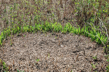 A pile of oat grains was dropped directly onto the ground in the field during the harvest. Some of the grains began to sprout on their own. Defective harvesting process