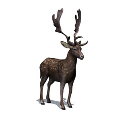 Wild animals - fallow deer in view from the front with shadow on the floor - isolated on white background - 3D illustration