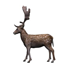 Wild animals - fallow deer in view from the side - isolated on white background - 3D illustration