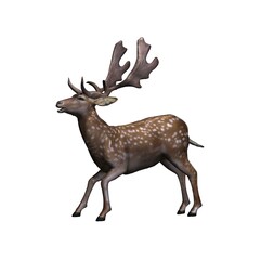 Wild animals - fallow deer is aggressiv - view from the side - isolated on white background - 3D illustration
