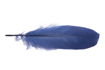 Dark Blue fluffy feather isolated on the white