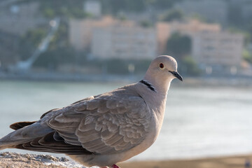 Pigeon waiting in the port of Peñíscola
