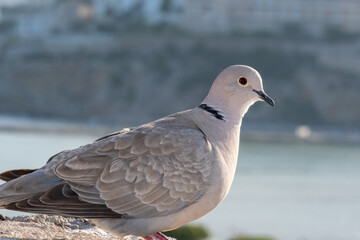 Pigeon waiting in the port of Peñíscola