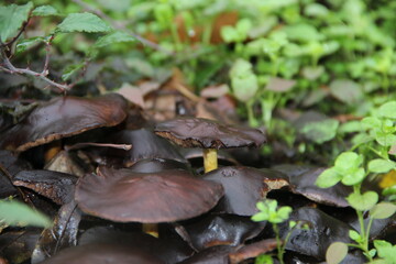 champignons