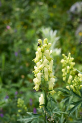 Aconitum lycoctonum 