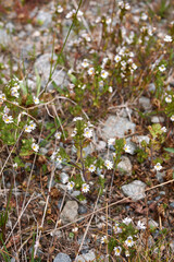 Euphrasia alpina 