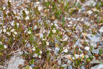 Euphrasia alpina 