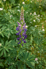 Lupinus polyphyllus 