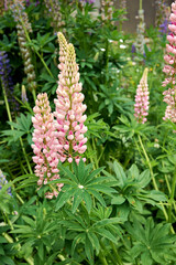 Lupinus polyphyllus 