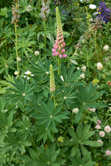 Lupinus polyphyllus 