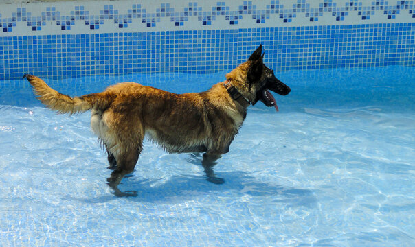 Shot of a cute east-European shepherd dog in a water pool