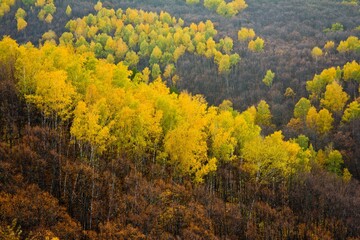 Aerial view on colorful forest in autumn in national park 