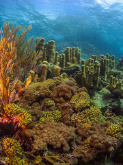 Caribbean coral garden
