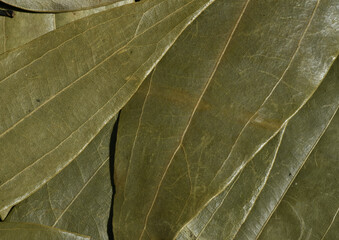 Bay leaf closeup photos . Indian spice.