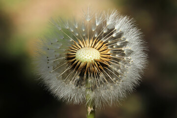 Plants close-up. Dandelion detail macro bloom.