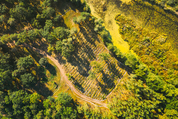 Aerial View Green Forest Deforestation Area Landscape. Top View Of New Growing Forest. European Nature From High Attitude In Summer Season. Drone View. Bird's Eye View