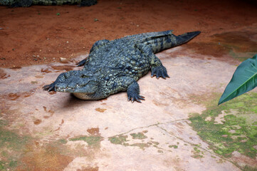 crocodile