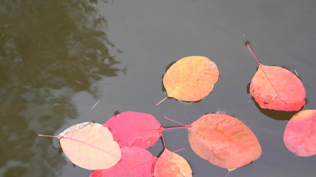 Red and yellow Cotinus leaves in the fall on the dark water of the pond float and turn over from the wind
