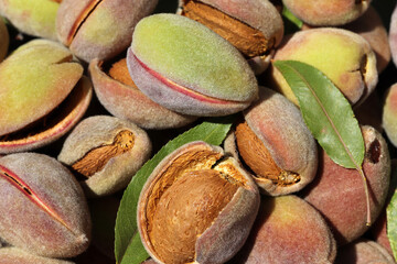 Harvest of almonds. Healthy foods.