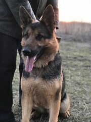 german shepherd dog