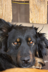 
Black dog portrait