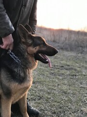 german shepherd dog