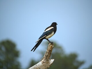 A black and white bird perched on a branch of a tree, soft background