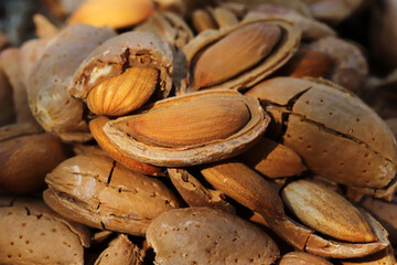 almond harvest time - broken almonds